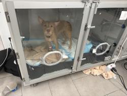 Reunited Female Dog last seen Downey park, Orlando, FL 32825