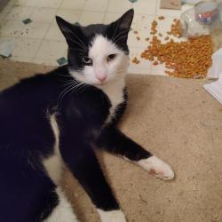 Found/Stray Male Cat last seen Angels Crossing, Newfoundland, PA 18445