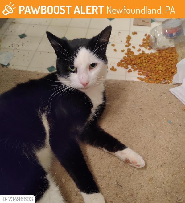 Found/Stray Male Cat last seen Angels Crossing, Newfoundland, PA 18445