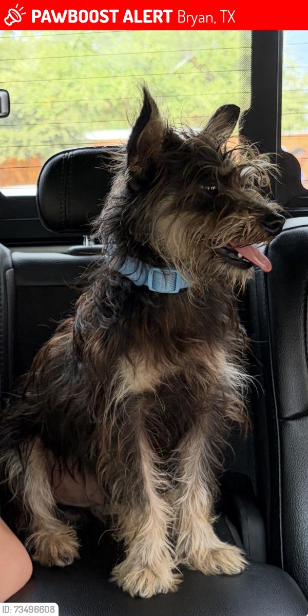 Lost Male Dog last seen FM 2223, Bryan, TX 77808