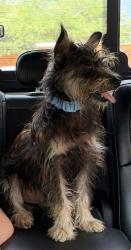 Lost Male Dog last seen FM 2223, Bryan, TX 77808