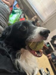 Reunited Male Dog last seen 88th St, Walmart, Winco, Dell Taco, Hwy 99, Vancouver, WA 98665