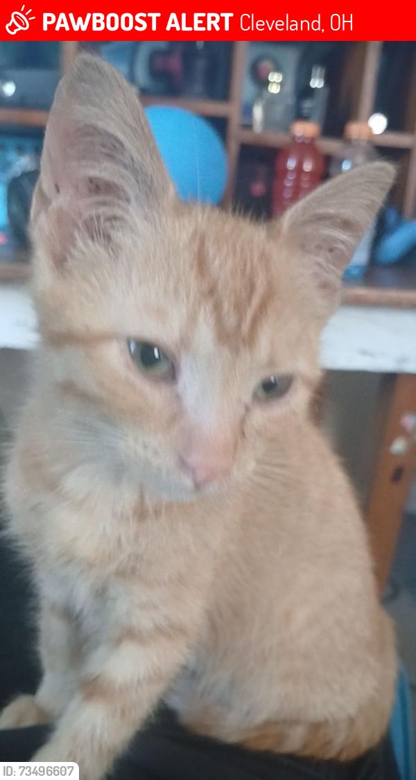 Lost Female Cat last seen Near harold ave, Cleveland, OH 44135