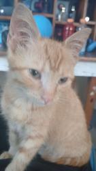 Lost Female Cat last seen Near harold ave, Cleveland, OH 44135
