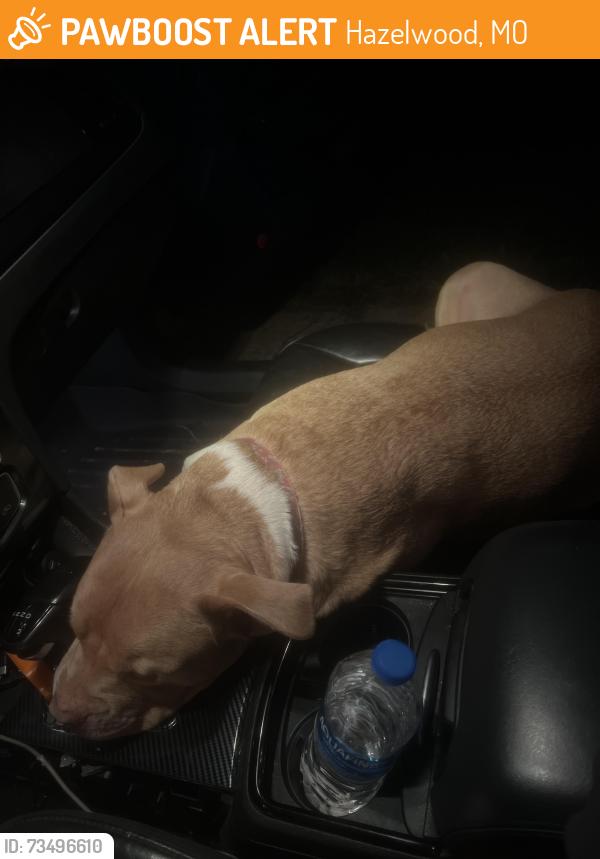 Found/Stray Female Dog last seen Canisius and Hazelvalley, Hazelwood, MO 63031