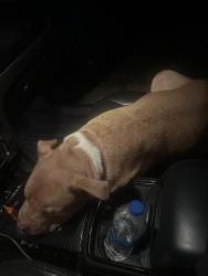 Found/Stray Female Dog last seen Canisius and Hazelvalley, Hazelwood, MO 63031