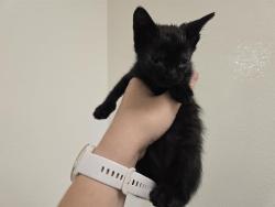 Shelter Stray Female Cat last seen PARK ST & MAPLE, 11232 B Ave, Auburn, CA 95603, USA