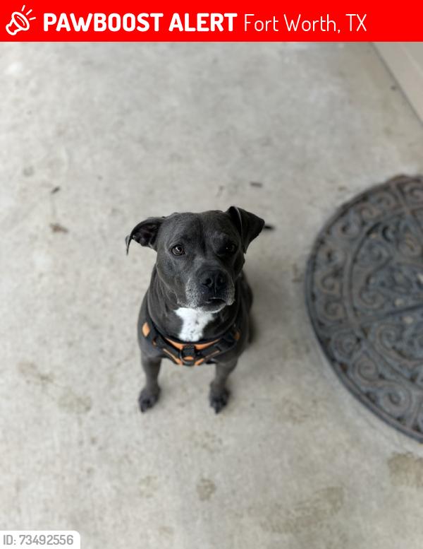 Lost Male Dog last seen hemphill & felix, Fort Worth, TX 76115