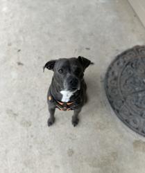 Lost Male Dog last seen hemphill & felix, Fort Worth, TX 76115