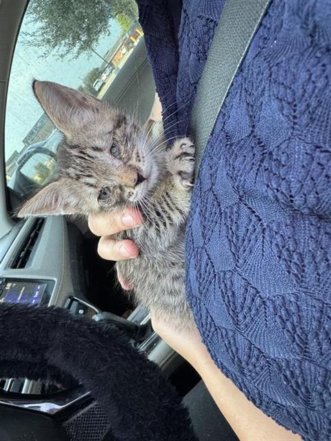 Shelter Stray Unknown Cat last seen FOUND AT THE SMOKEHOUSE, 4710 TX-151, San Antonio, TX 78227, USA