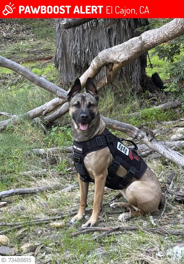 Lost Female Dog last seen Cuyamaca and fletcher, El Cajon, CA 92020