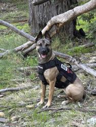 Lost Female Dog last seen Cuyamaca and fletcher, El Cajon, CA 92020