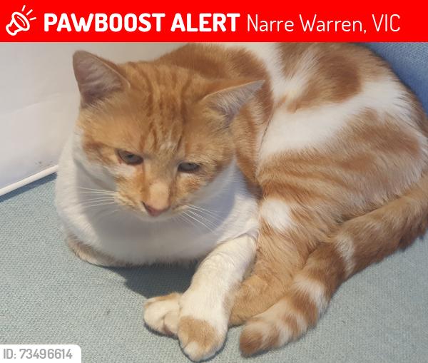 Lost Male Cat last seen Serendip court, Narre Warren, VIC 3805