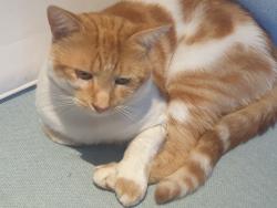Lost Male Cat last seen Serendip court, Narre Warren, VIC 3805