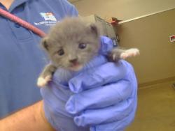 Shelter Stray Male Cat last seen SIMMERHORN RD/HWY 99 SB, 95632, 3839 Bradshaw Rd, Sacramento, CA 95827, USA