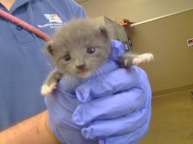 Shelter Stray Male Cat last seen SIMMERHORN RD/HWY 99 SB, 95632, 3839 Bradshaw Rd, Sacramento, CA 95827, USA