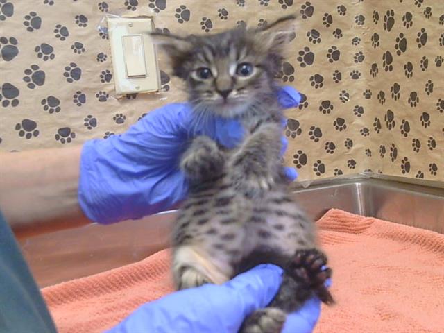 Shelter Stray Female Cat last seen WEEPING WILLOW LN/DIAMOND WILLOW LN, 95828, 3839 Bradshaw Rd, Sacramento, CA 95827, USA