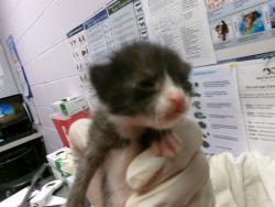 Shelter Stray Female Cat last seen Near BLOCK CORTEX RD, 2020 Forest St, Jacksonville, FL 32204, USA