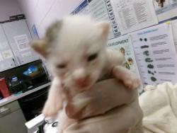 Shelter Stray Male Cat last seen Near BLOCK CORTEX RD, 2020 Forest St, Jacksonville, FL 32204, USA