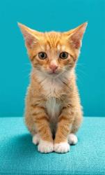 Shelter Stray Female Cat last seen AVERY DR, 2020 Forest St, Jacksonville, FL 32204, USA