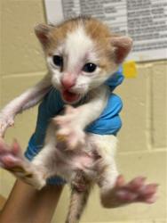 Shelter Stray Female Cat last seen BRENTLEY DR & MILNER WAY, 2127 Front St, Sacramento, CA 95818, USA