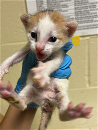 Shelter Stray Female Cat last seen BRENTLEY DR & MILNER WAY, 2127 Front St, Sacramento, CA 95818, USA