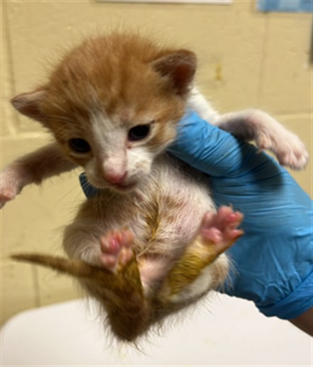 Shelter Stray Male Cat last seen BRENTLEY DR & MILNER WAY, 2127 Front St, Sacramento, CA 95818, USA