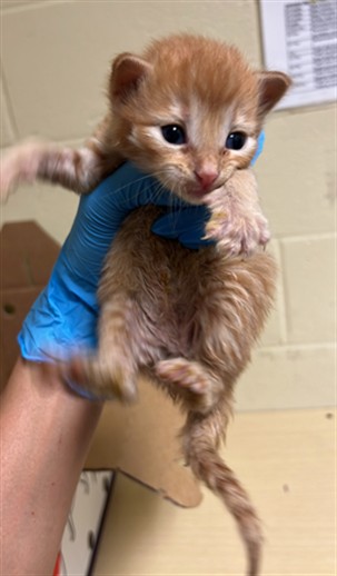 Shelter Stray Male Cat last seen BRENTLEY DR & MILNER WAY, 2127 Front St, Sacramento, CA 95818, USA