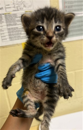 Shelter Stray Female Cat last seen BRENTLEY DR & MILNER WAY, 2127 Front St, Sacramento, CA 95818, USA
