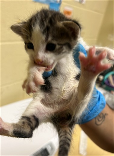 Shelter Stray Female Cat last seen BRENTLEY DR & MILNER WAY, 2127 Front St, Sacramento, CA 95818, USA