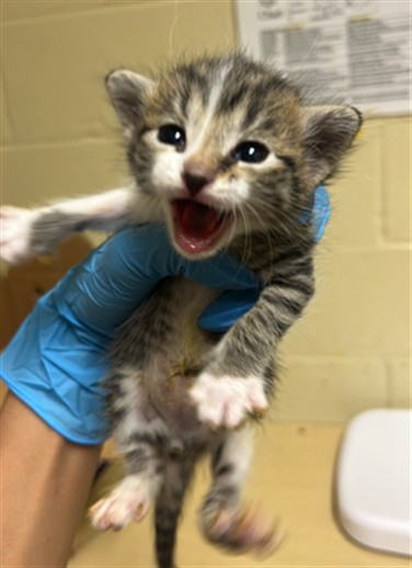 Shelter Stray Female Cat last seen BRENTLEY DR & MILNER WAY, 2127 Front St, Sacramento, CA 95818, USA