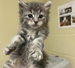 Shelter Stray Male Cat last seen RIVERSIDE BLVD & 35TH AVE, 2127 Front St, Sacramento, CA 95818, USA