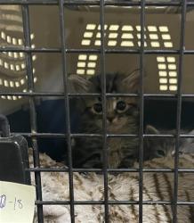 Shelter Stray Female Cat last seen RIVERSIDE BLVD & 35TH AVE, 2127 Front St, Sacramento, CA 95818, USA