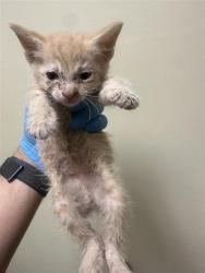 Shelter Stray Female Cat last seen SONOMA AVE & DEL PASO BLVD, 2127 Front St, Sacramento, CA 95818, USA