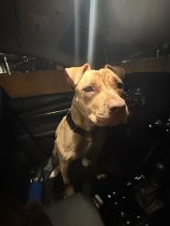Found/Stray Female Dog last seen Rancho and lakemead, Las Vegas, NV 89108