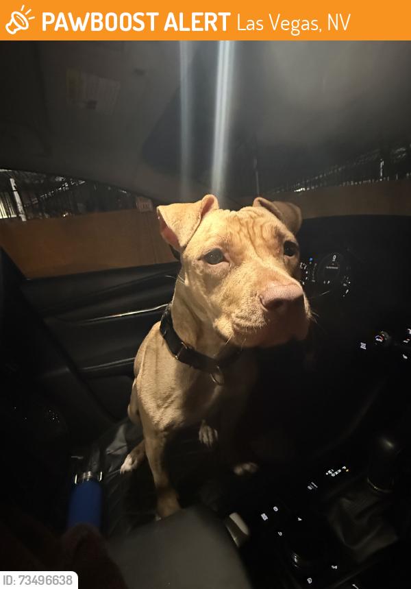 Found/Stray Female Dog last seen Rancho and lakemead, Las Vegas, NV 89108