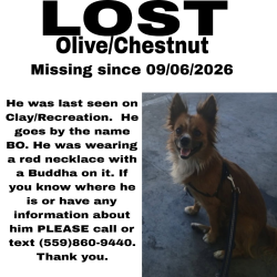 Lost Male Dog last seen Chestnut Olive on 4723 Clay Fresno ca 93702, Fresno, CA 93702