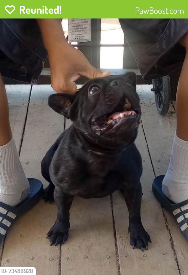 Reunited Male Dog last seen S. Hwy 59 near Mission Ave, Merced, CA 95341