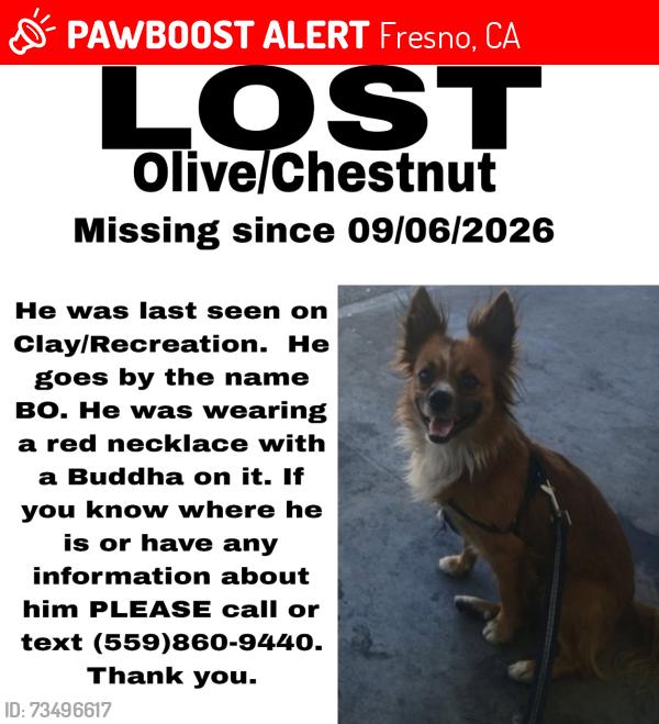 Lost Male Dog last seen Chestnut Olive on 4723 Clay Fresno ca 93702, Fresno, CA 93702