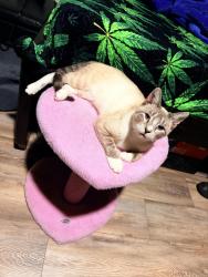 Lost Female Cat last seen Hollis st, Fort Worth, TX 76111