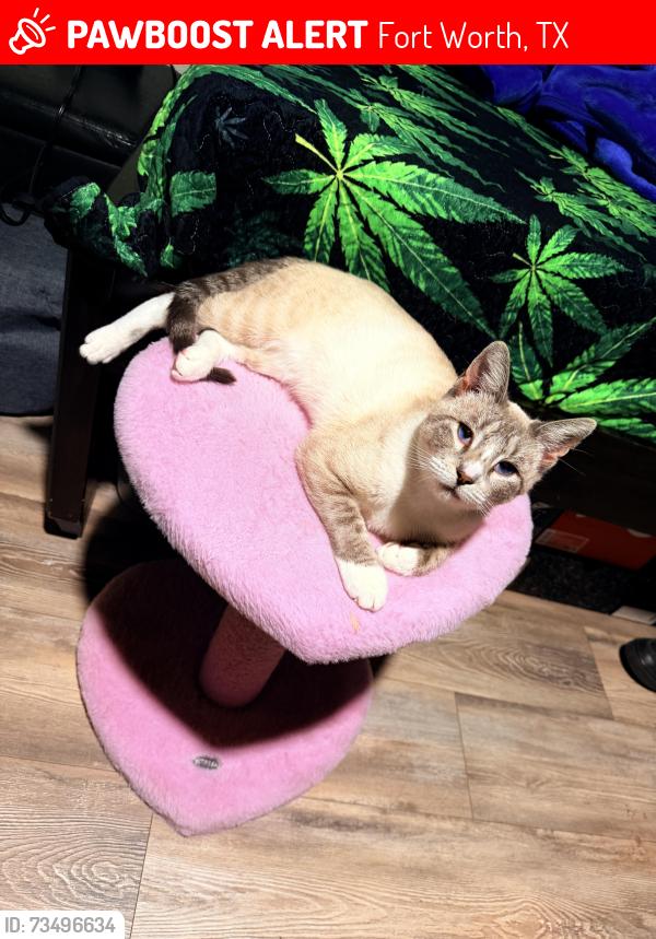 Lost Female Cat last seen Hollis st, Fort Worth, TX 76111