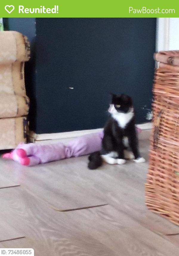 Reunited Female Cat last seen Tuxford close Maidenbower, Maidenbower, England 