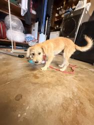 Found/Stray Male Dog last seen Heflin Dr between Gardenhill & Biola, La Mirada, CA 90638