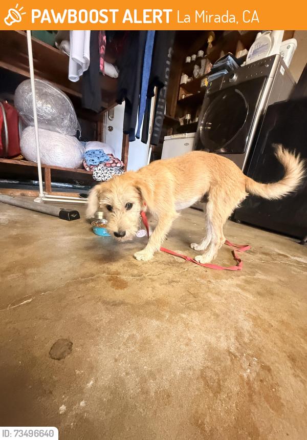 Found/Stray Male Dog last seen Heflin Dr between Gardenhill & Biola, La Mirada, CA 90638