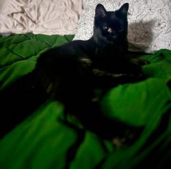 Reunited Female Cat last seen Near 23rd St., Bellingham, WA 98225