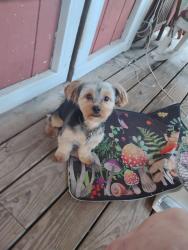 Reunited Male Dog last seen 38th street and Montana, Dickinson, TX 77539