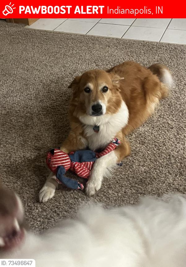 Lost Female Dog last seen 34th and High School Road, Indianapolis, IN 46224