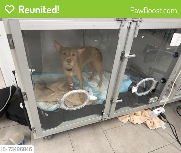 Reunited Female Dog last seen Downey park, Orlando, FL 32825