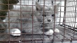 Shelter Stray Male Cat last seen Near BLOCK DUNCAN @ DIAMOND HEIGHTS, 1419 Bryant St, San Francisco, CA 94103, USA