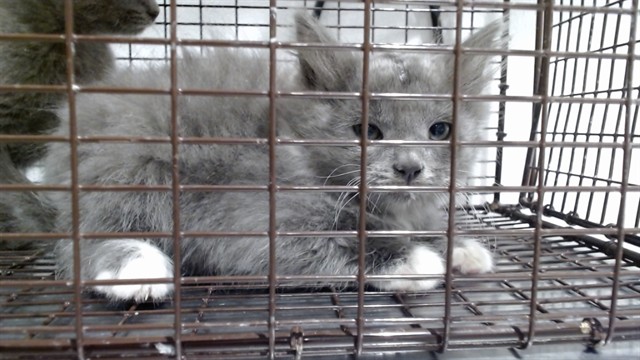Shelter Stray Male Cat last seen Near BLOCK DUNCAN @ DIAMOND HEIGHTS, 1419 Bryant St, San Francisco, CA 94103, USA